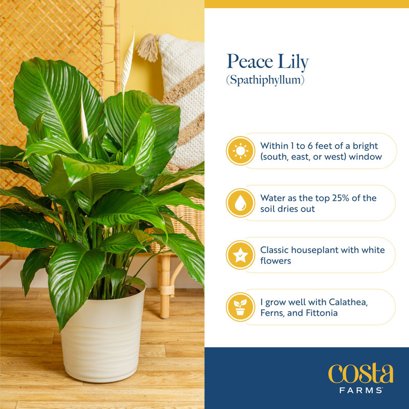 Peace Lily in Ceramic Planter