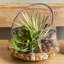 Echeveria & Marginata in Water Arrangement Planter