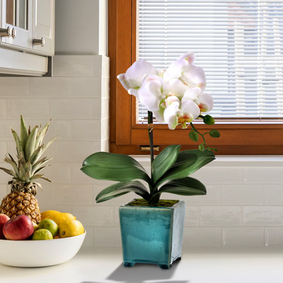 Orchid Arrangement in Pot