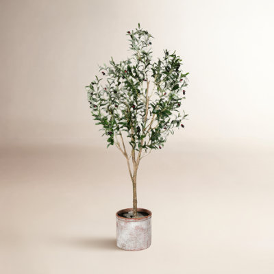 72" Olive Tree in Pot
