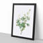 White Downy Rose by Pierre-Joseph Redoute - Picture Frame Art Prints-55612976-55612973