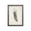 Charcoal Feathers II Print by Beverly Fuller-26941269-26941262