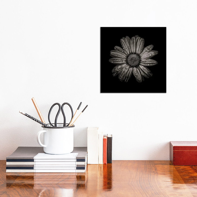 Black And White Daisy IV by Brian Carson - Wrapped Canvas Print, 30.48 cm H x 30.48 cm W