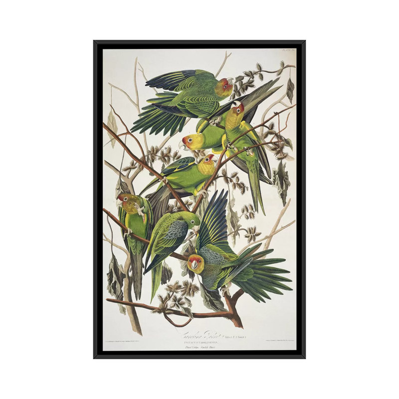 «Carolina Parrot & Cuckle Burr», impression sur toile, H 26 po x l 18 po x P 1,5 po, Toile avec cadre noir, Pas de tapis