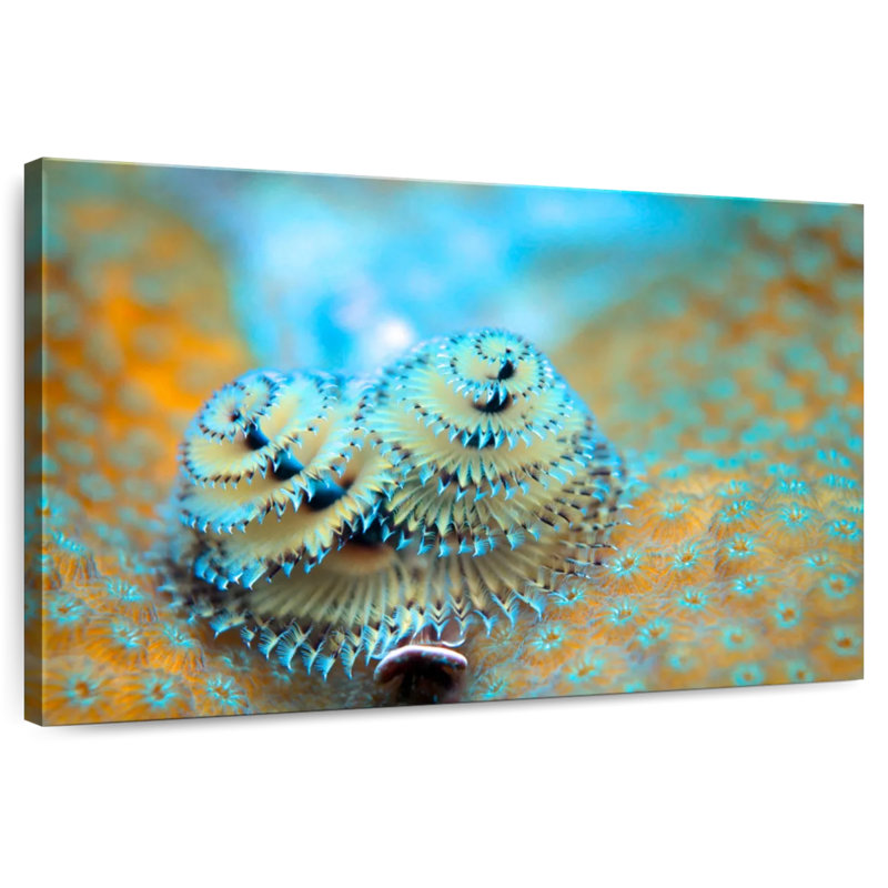 Brampt Christmas Tree Worm Coral