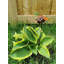 Assortiment de 7 insectes sur un piquet de jardin