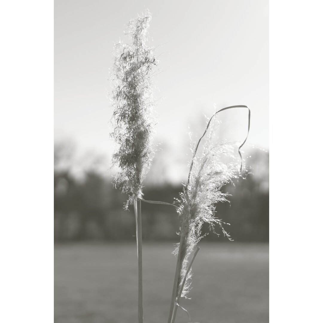 Leinwandbild Ethereal Pampas IV von Jason Johnson