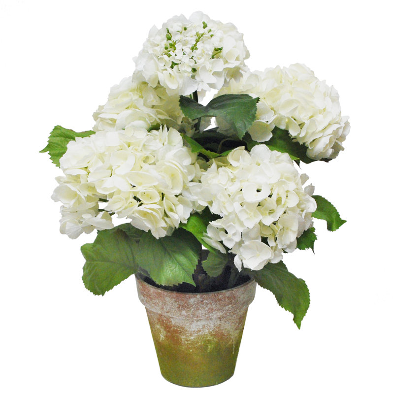 Hydrangea Floral Arrangement in Terracotta Pot, White