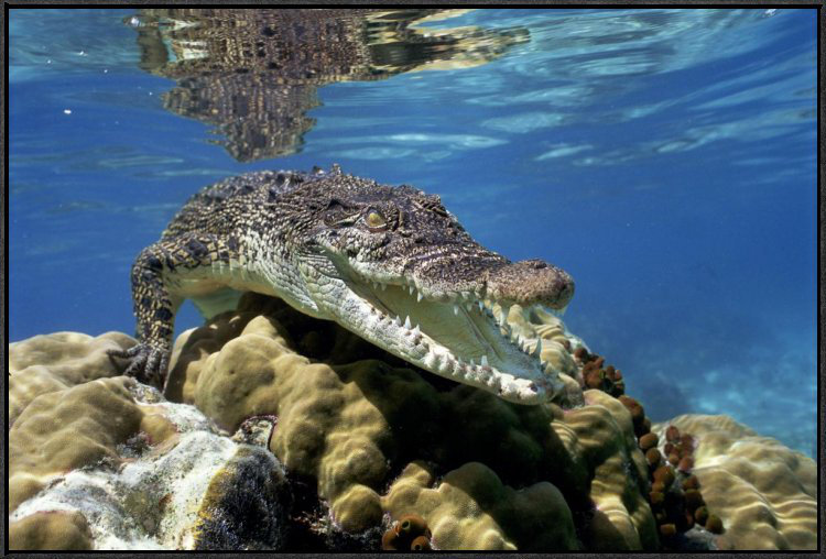 " Saltwater Crocodile Underwater, South Australia ", 24" H x 36" W, Black Framed