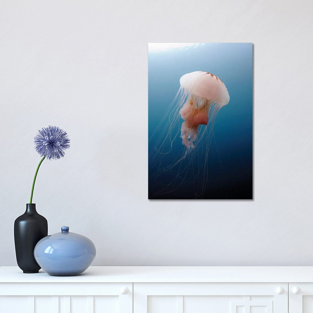 Sea Nettle Jellyfish In Atlantic Ocean I by Karen Doody - Wrapped Canvas Print