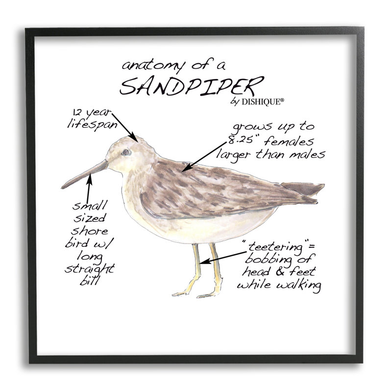 «Sandpiper Beach Bird», Giclée encadrée noir minuit, H 12 po x l 12 po x P 1,5 po
