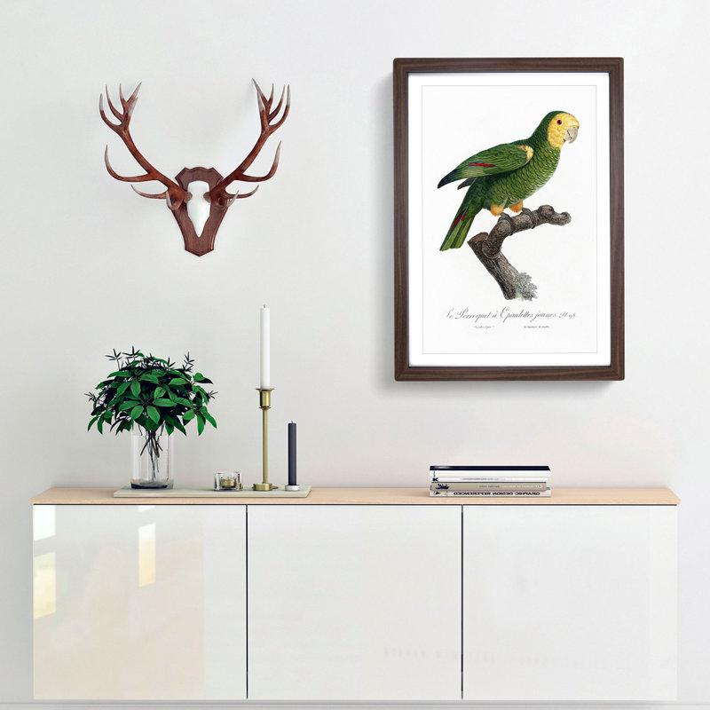 Yellow-Shouldered Amazon Parrot by F. Levaillant - Picture Frame Graphic Art Print, 65cm H x 48cm W x 2cm D, Walnut Framed