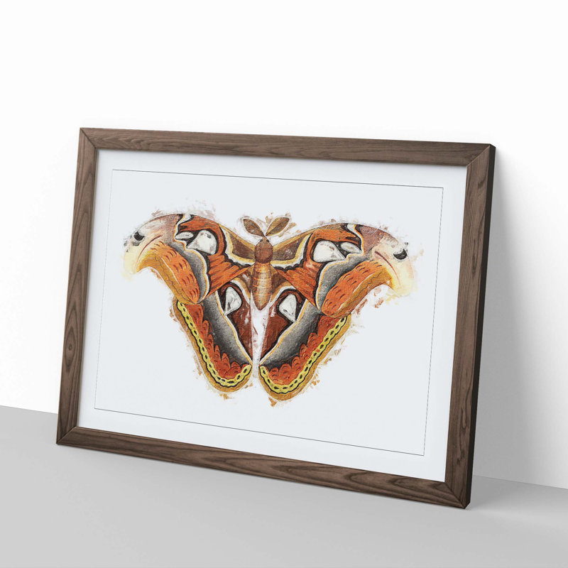 Atlas Moth by George Shaw - Framed Print, 24cm H x 33cm W x 2cm D, Walnut Framed