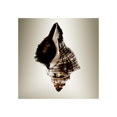 Gilt Shells IV Print by Zoey Riley