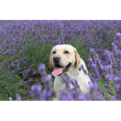 Labrador In Lavender Field - Wrapped Canvas Print