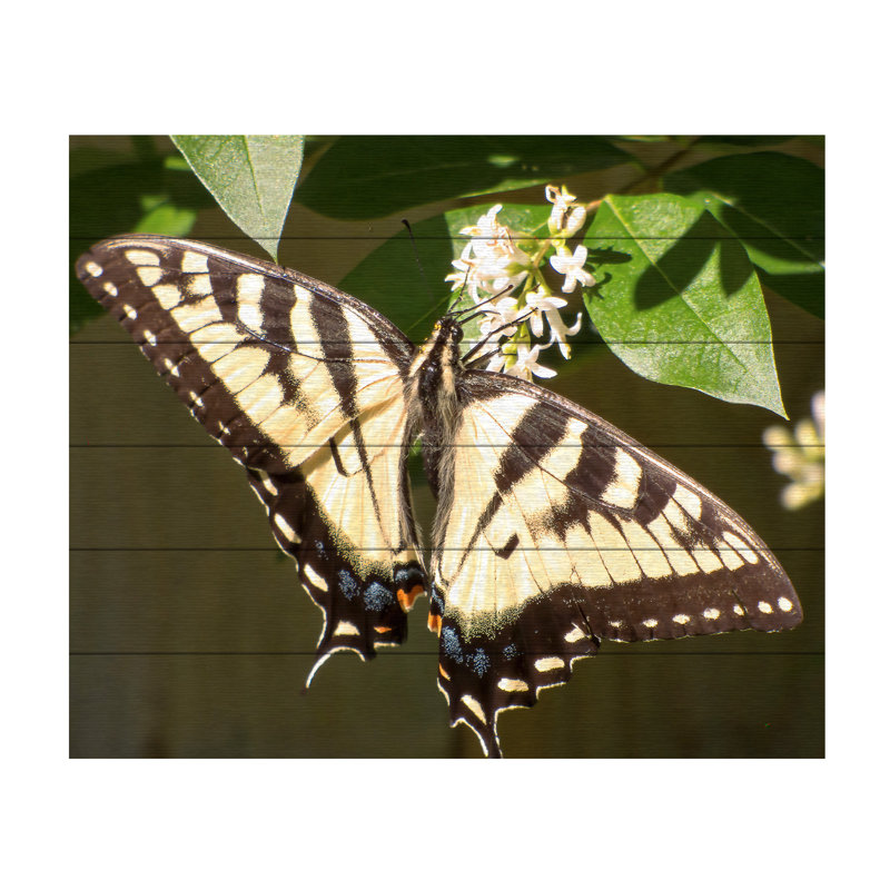 «Eastern Tiger Swallowtail Butterfly Wingspan» sur bois par Leslie Montgomery, H 18 po x l 22 po