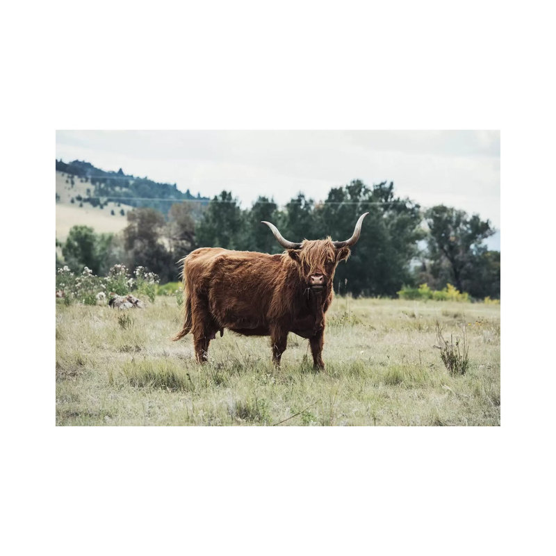 Highlander Cow - Wrapped Canvas Print, 20.32cm H x 30.48cm W x 1.91cm D