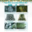 Arbre de Noël enneigé de qualité supérieure