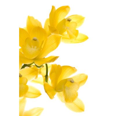 Cymbidium Orchid by Esolla