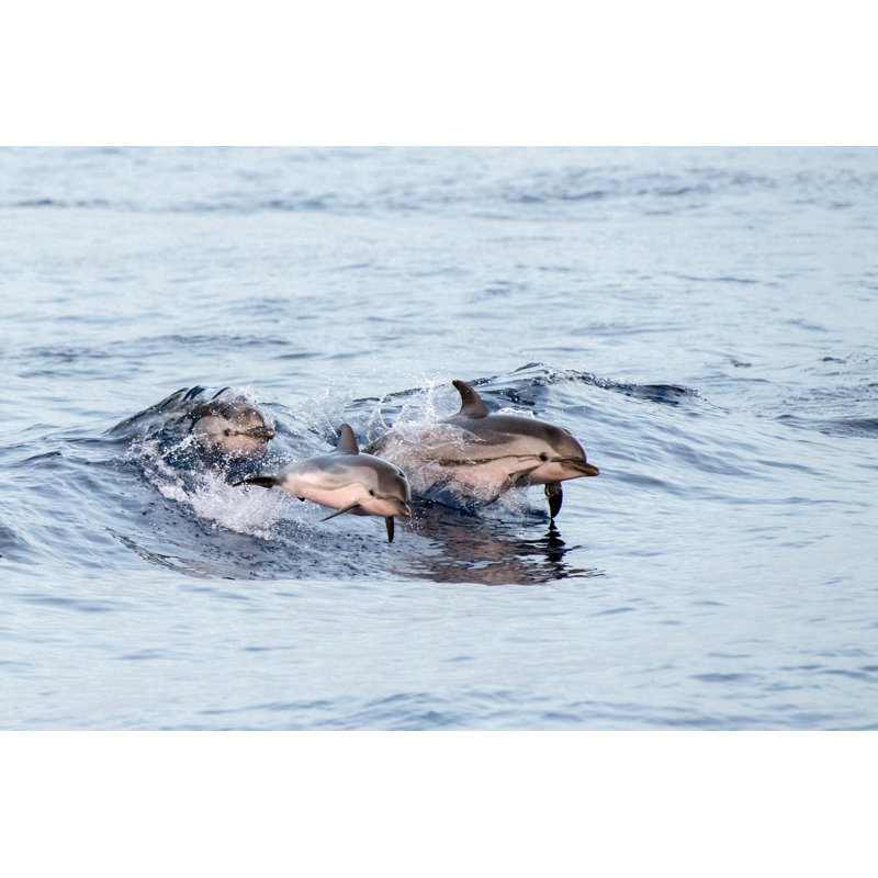 Dolphin While Jumping by Andrea Izzotti - Wrapped Canvas Print, 81cm H x 122cm W