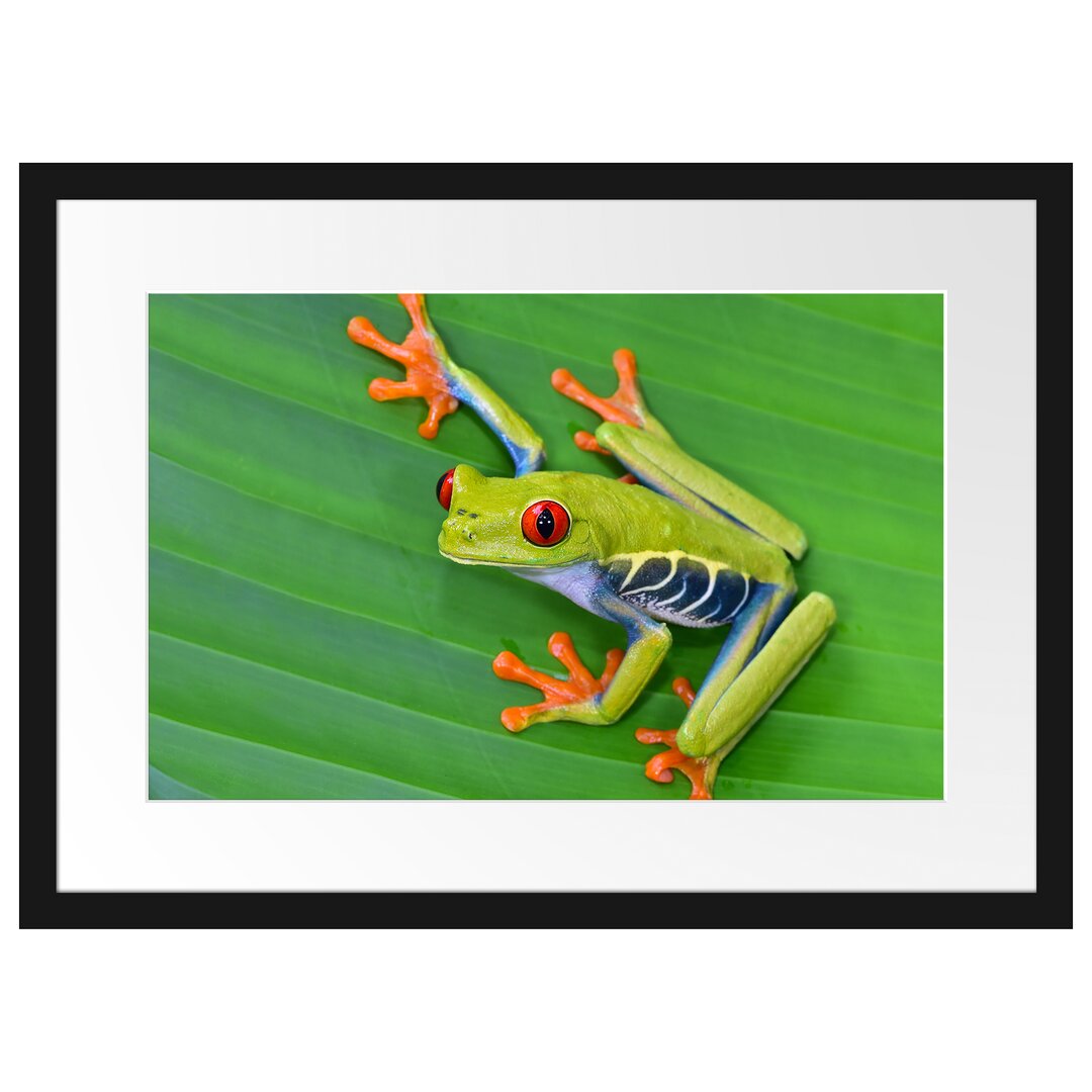 Gerahmtes Poster Kleiner grüner Frosch auf Blatt