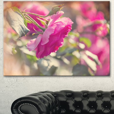 « magnifique rose rose rose », reproduction de photo sur toile tendue