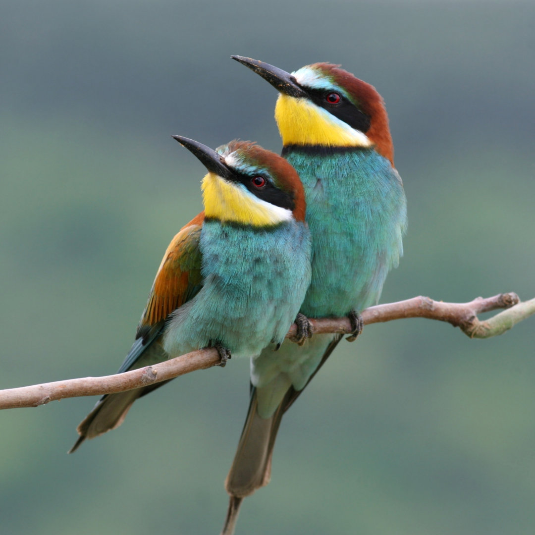 Enamoured - European Bee-eaters by BorislavFilev - Wrapped Canvas Print
