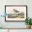 Red-Breasted Sandpiper by John James Audubon - Picture Frame Painting Print-55598562-55598563