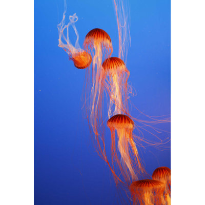 Orange Jellyfishes - Photographie sur toile tendue