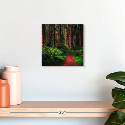 Alvord Redwood Forest Trail