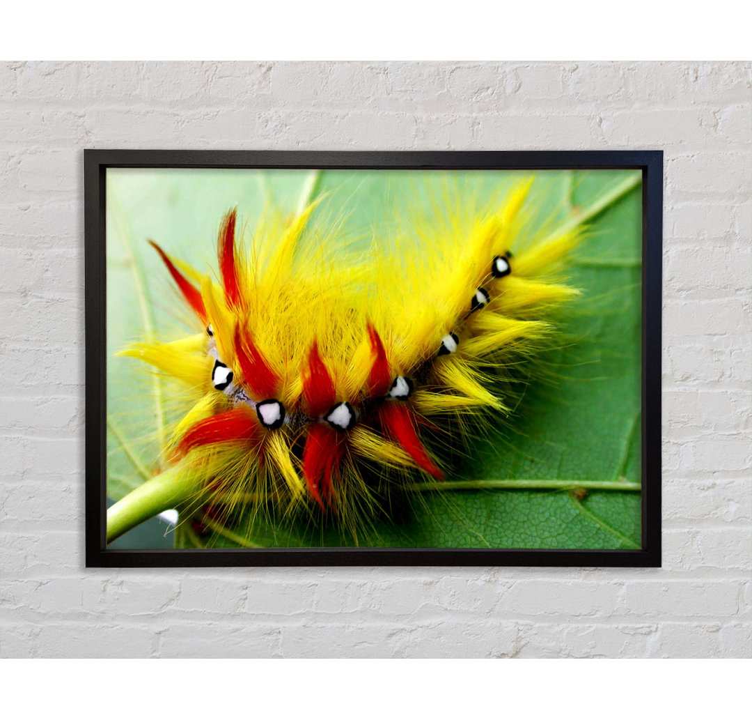 Caterpillar Beauty - Einzelner Bilderrahmen Kunstdrucke auf Leinwand