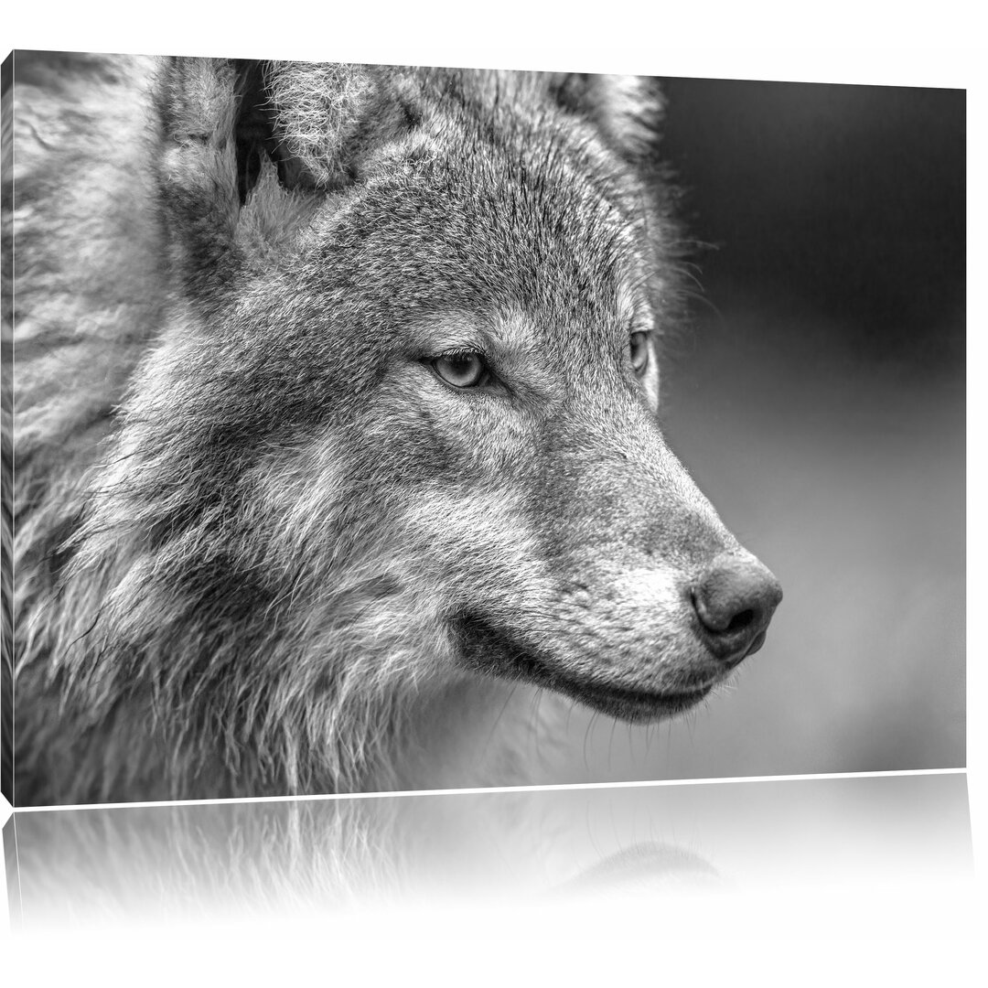 Leinwandbild „Porträt des europäischen Wolfes“, Fotodruck