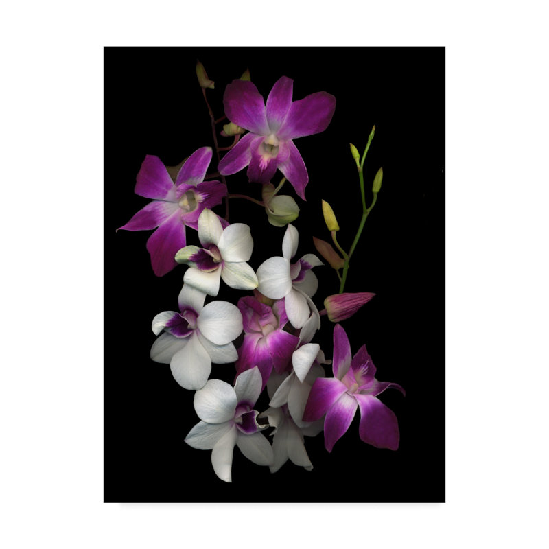 «Dendrobium Orchids» par Dosta, impression sur toile tendue, H 19 po x l 14 po x P 2 po
