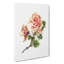 Pink Rose Illustration - Wrapped Canvas-55325538