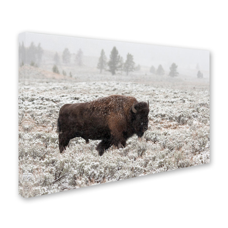 Buffalo in Snowy Meadow Framed Canvas Art 16 x 24