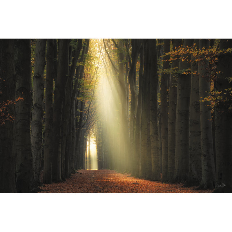 «The Beauty From Above» sur toile par Martin Podt, H 12 po x l 18 po