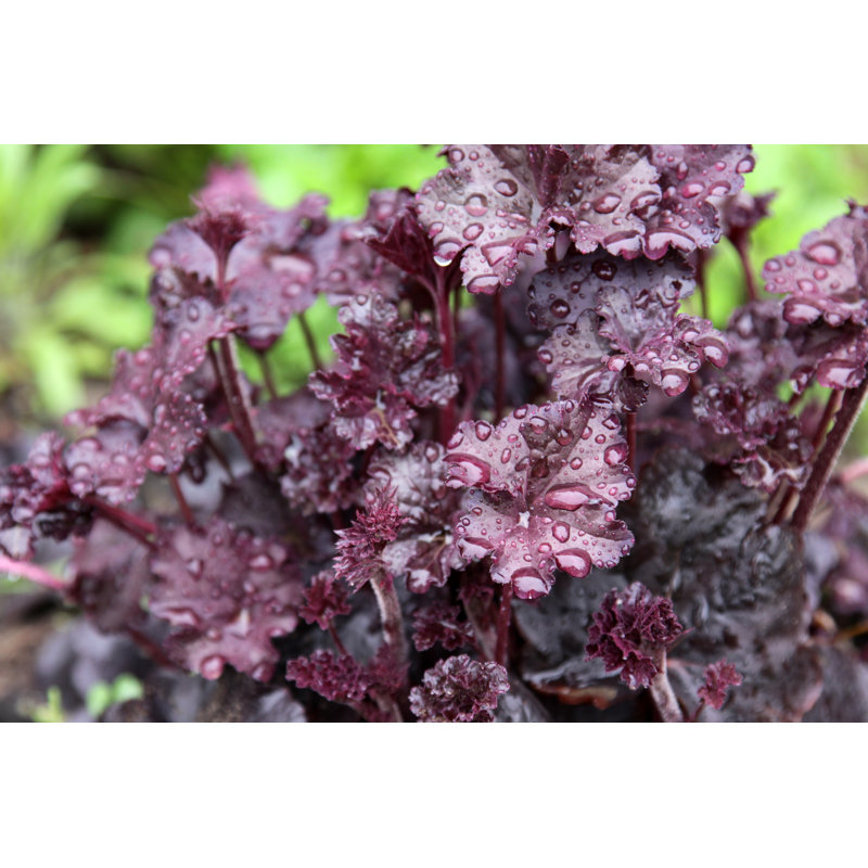 Obsidian Coral Bells - Photographie sur toile tendue, H 8 po x l 12 po
