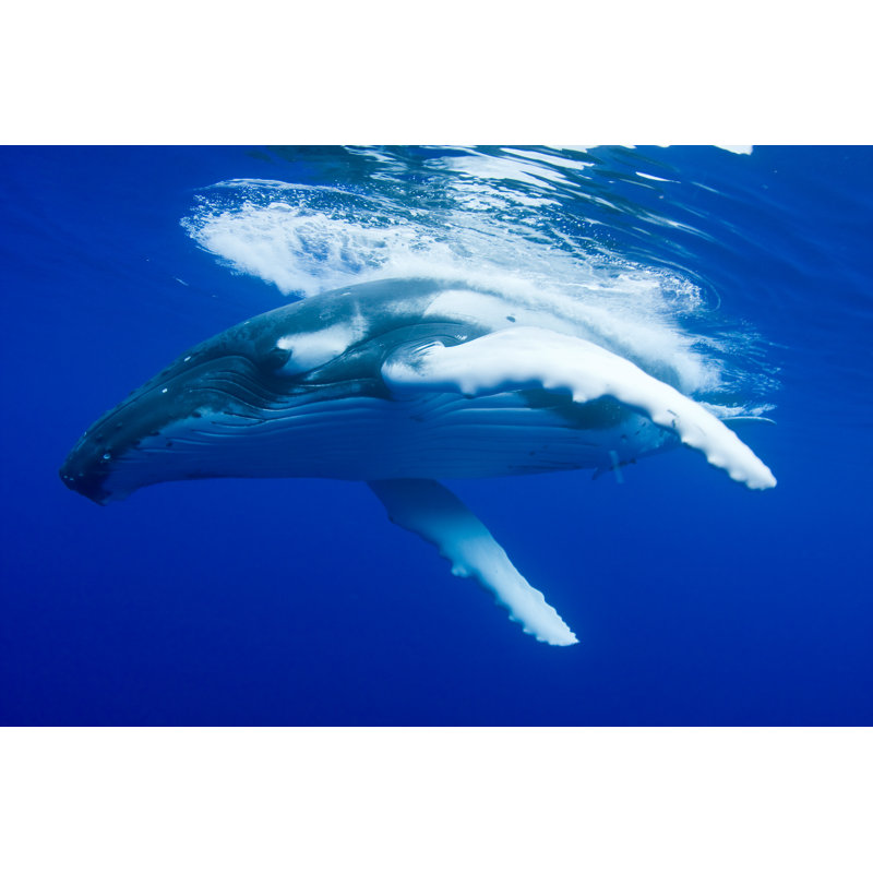 Humpback Whale - Wrapped Canvas Print, 30cm H x 46cm W x 3.8cm D