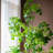 47'' Faux Banyan Tree Tree-2116856135