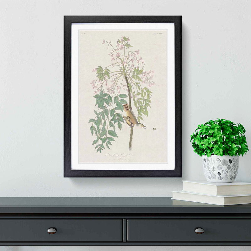 White-Eyed Flycatcher Bird by John Audubon - Picture Frame Painting Print, Black Framed, 36cm H x 27cm W x 2cm D