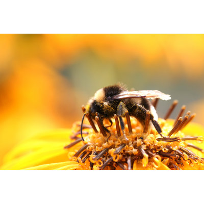 Ruffy Bee - Wrapped Canvas Print