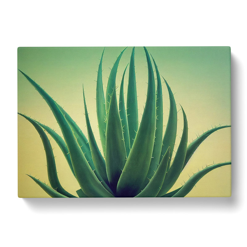 Showstopping Aloe Vera Plant - Wrapped Canvas, 35cm H x 50cm W x 3cm D