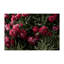Floral Pattern Non-Woven Thin Type Printed Rug Ideal for Enhancing Home Decor with an Elegant Touch-444528639