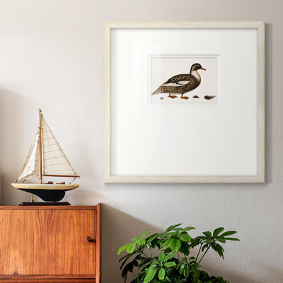 " Golden Mallard "