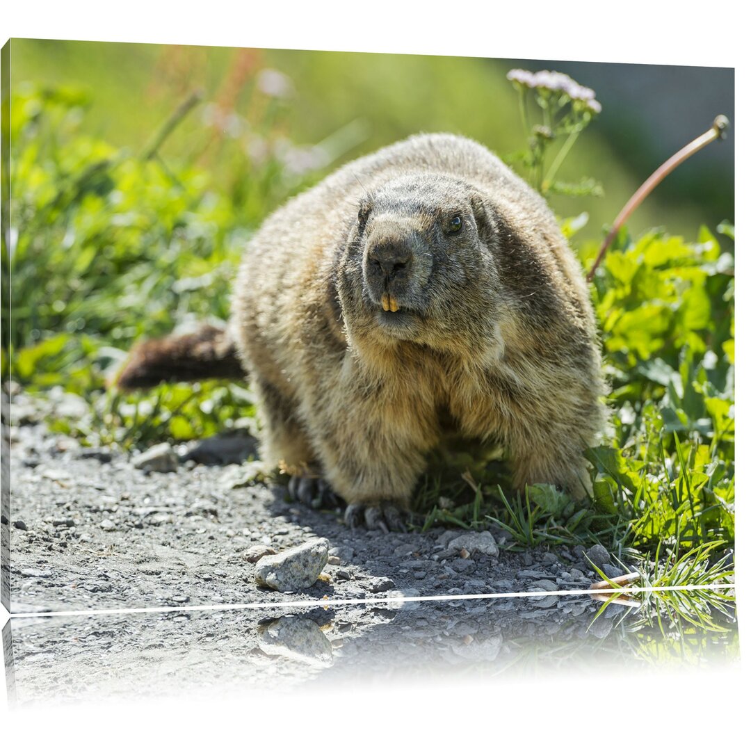 Leinwandbild Kleiner Biber im Gras