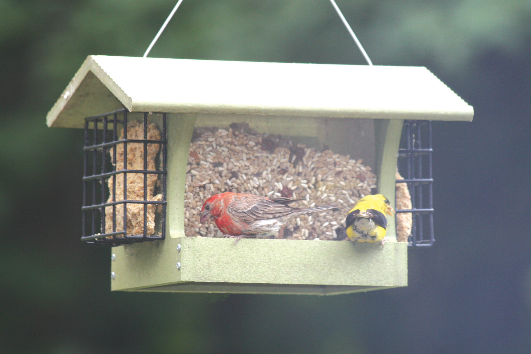 Birds Choice Medium Hopper Bird Feeder with Suet Cages in Green ...