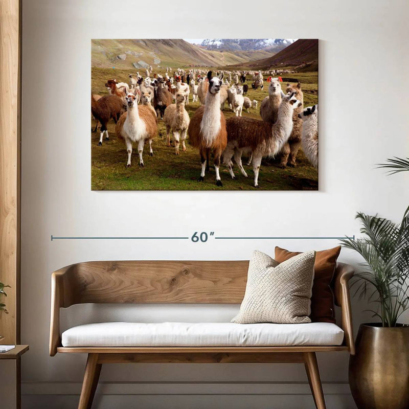 Brampt Llamas And Alpacas, 30" H x 45" W