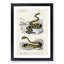 Viper & Rattlesnake by Charles D' Orbigny - Picture Frame Painting Print-55605418-55605419