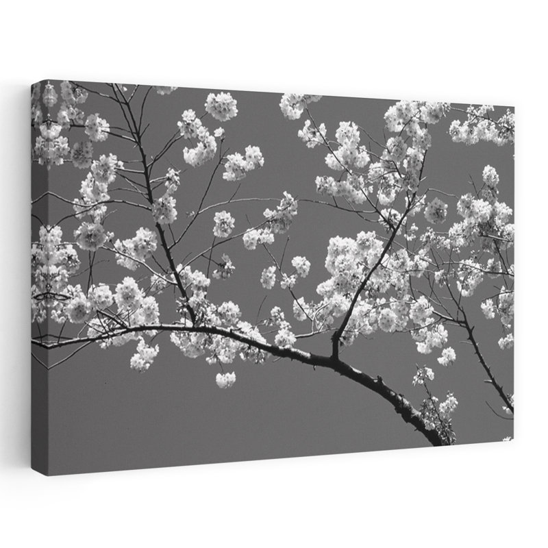 Fleurs de cerisier, Washington, DC, États-Unis, abstrait, cerisier contemporain, fleur, art naturel, H 16 po x l 24 po