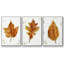 Autumn Leaf Study I - Ensemble de 3 cadres photo simples sur toile-97759149-97759148